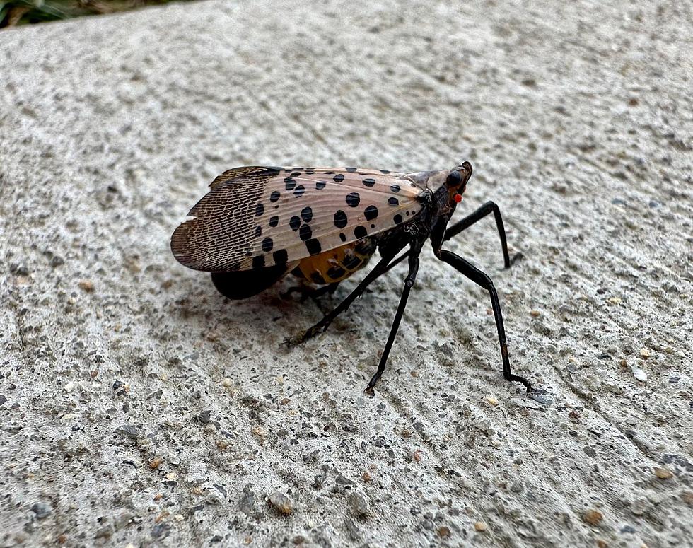 New Confirmed Massachusetts Sightings of Spotted Lanternfly