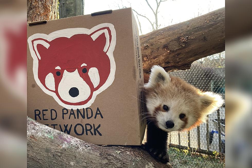 Buttonwood Park Zoo Supports International Red Panda Initiatives 