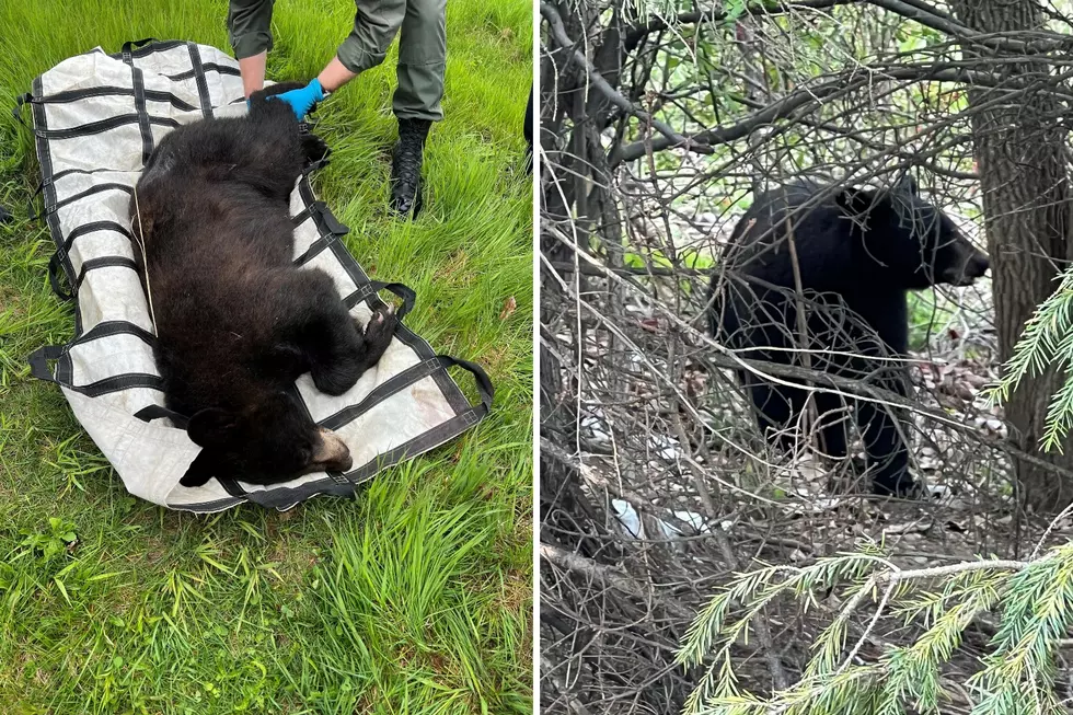 Worcester Tranquilized Bear Is Safety Reminder for Residents