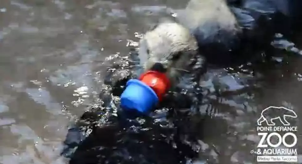 Nellie The Sea Otter is Really Good At Stacking Cups
