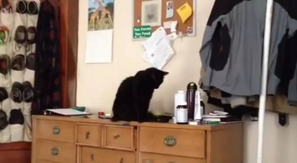 Teddy The Cat Is A Real Jerk
