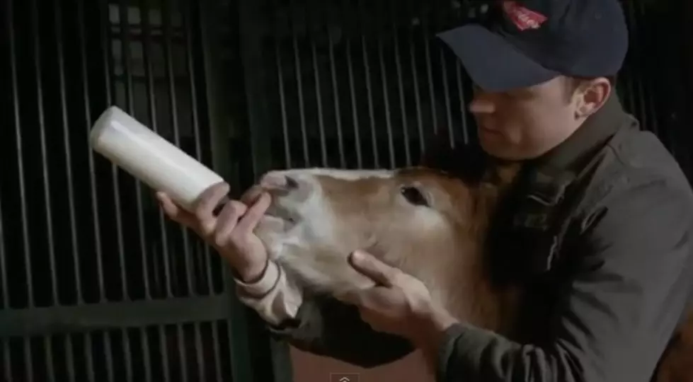Anheuser-Busch Decides On Name For Foal Used In Commerical