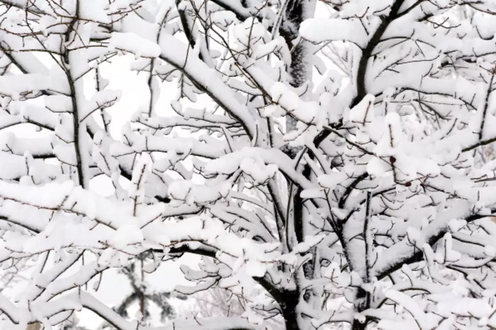 Snow After All!  Fred Campagna Updates Nor’Easter Forecast [AUDIO]