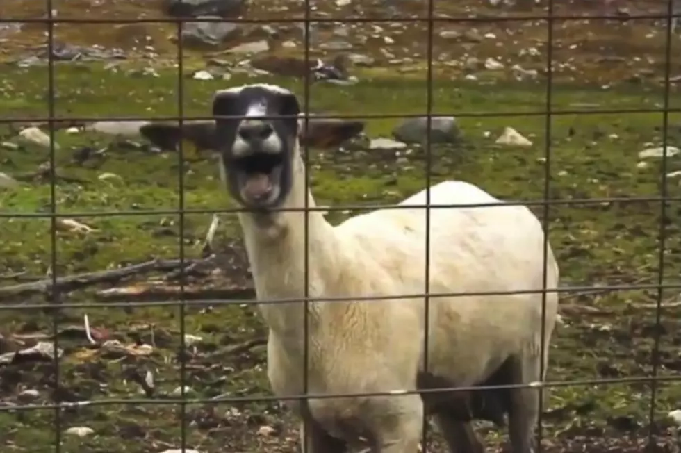 Deputies Rush To The Sounds Of Screaming Man Only To Find Goat Instead [VIDEO]