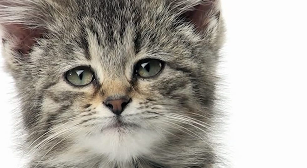 Sad Cat Diary Finally Gives Cats Everywhere a Voice [VIDEO]