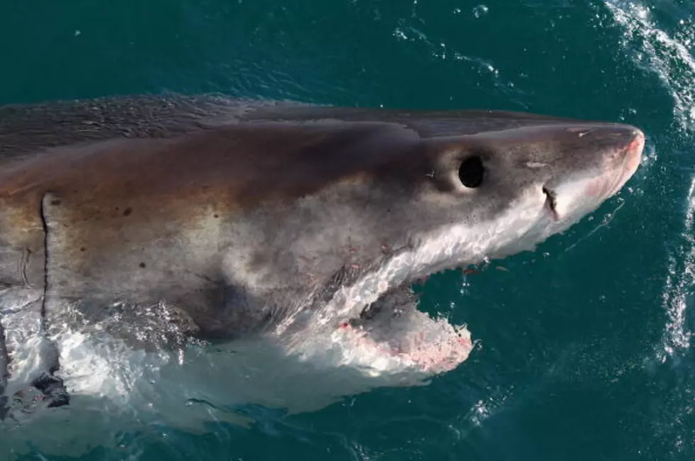 Shark Creeps On Fishermen Off Cape Cod [VIDEO]