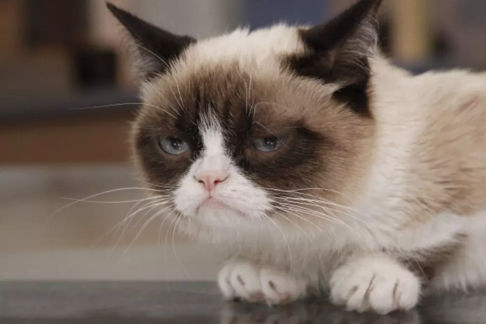 Grumpy Cat Gets Movie Deal