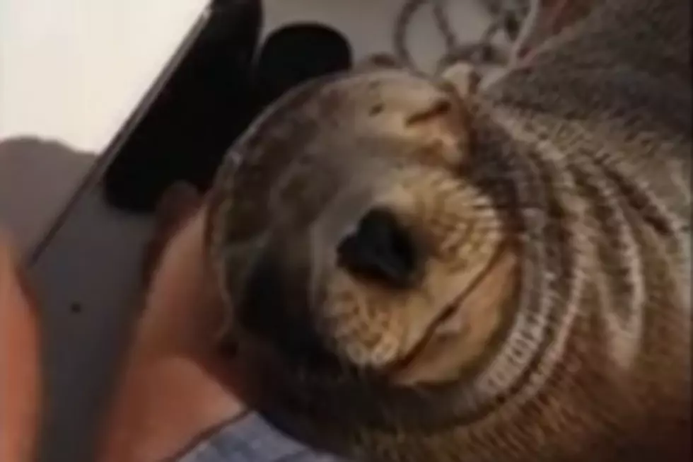 Baby Sea Lion Jumps Aboard Boat And Snuggles With Man [VIDEO]