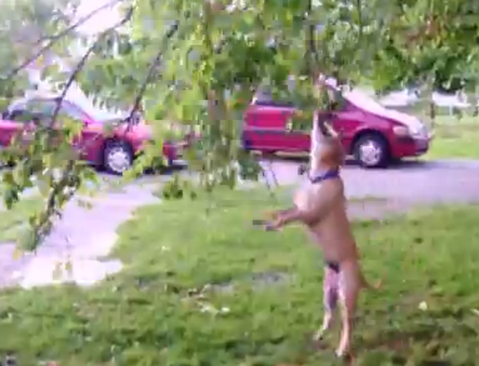 Watch This Dog Do His Best Tarzan Impression [VIDEO]