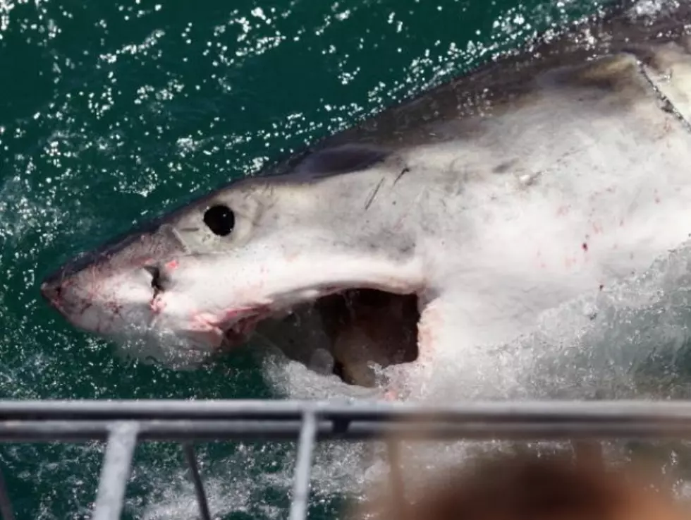 Cape Cod Scientists Will Spend Month Tracking Great White Sharks