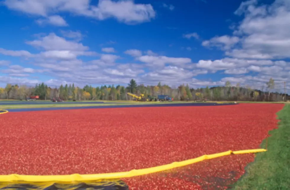 Near Record Cranberry Crops In Massachusetts