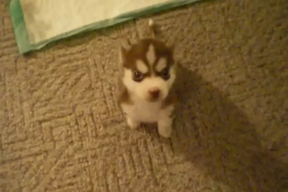 Eight Week Old Husky Puppy Already Knows Dog Tricks [VIDEO]