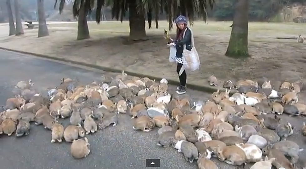 Adorable Rabbit Invasion