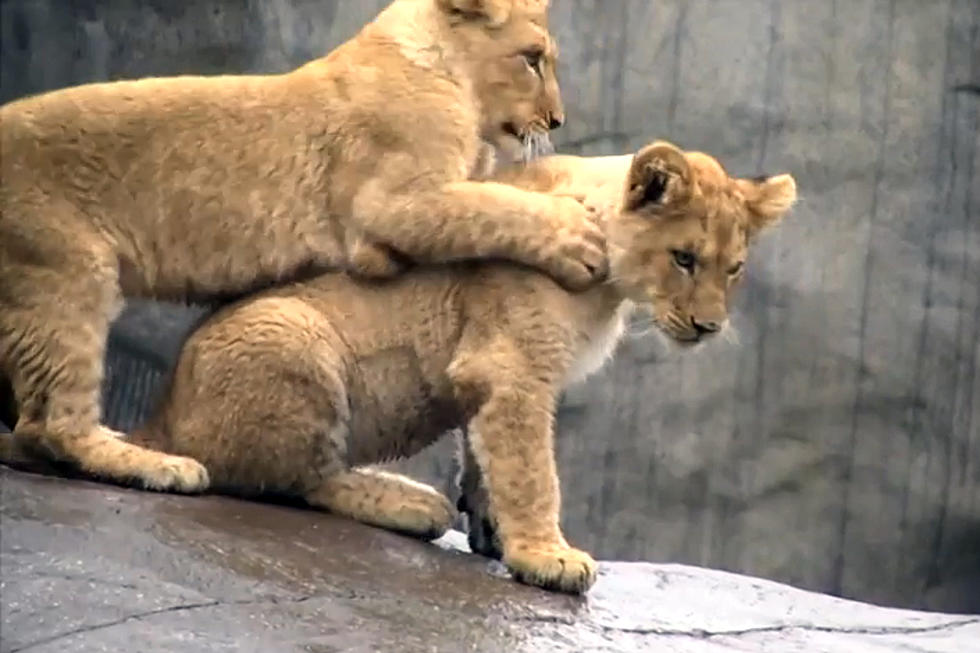 Lion Cubs Meet Their Lion Dad For The First Time [VIDEO]