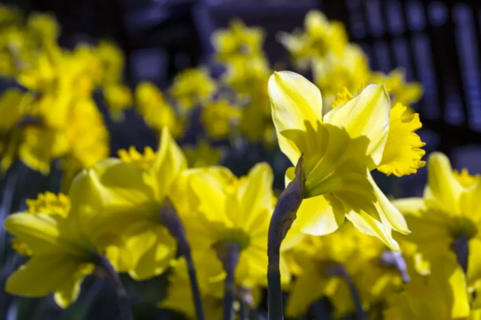 Dartmouth's Daffodils