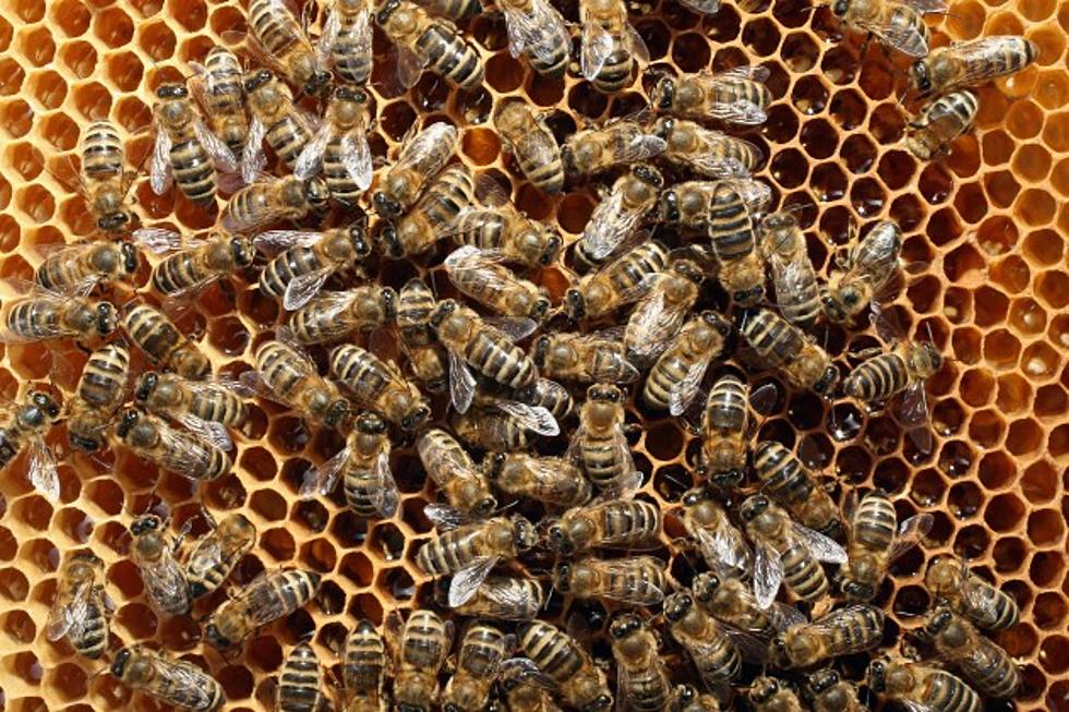 20,000 Bees Swarm A Car [VIDEO]