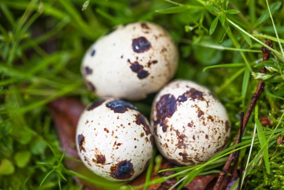Man Smuggles Bird Eggs