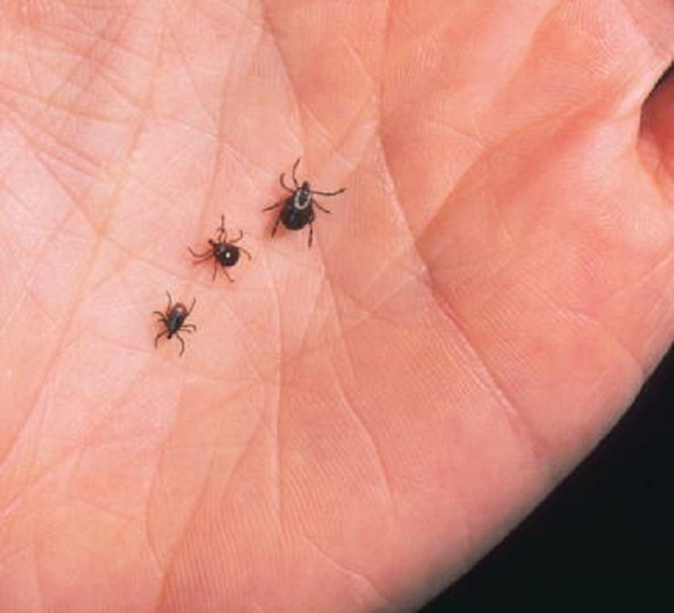 Lyme Disease Cases May Be On The Rise