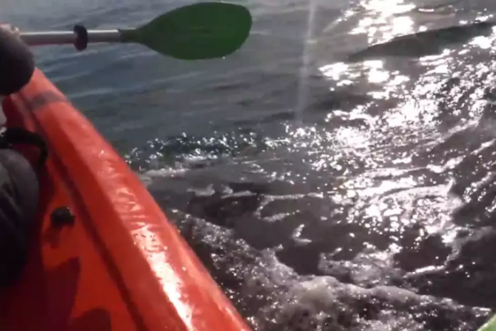 Whale Lifts Kayakers Out Of Water [VIDEO]