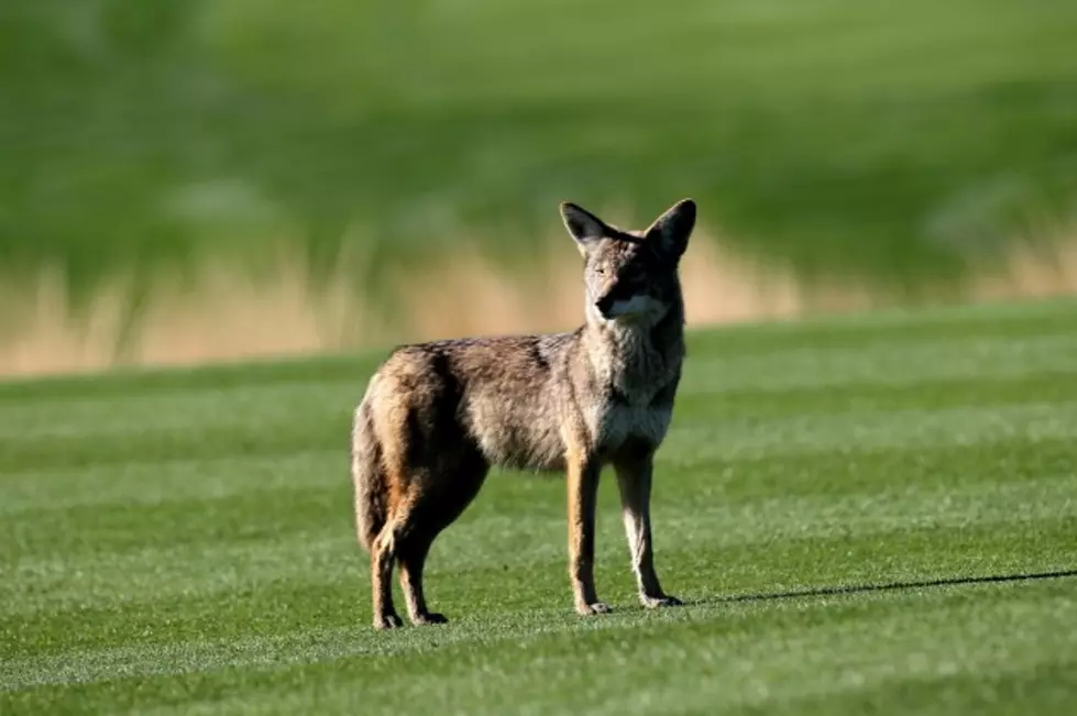 Coyotes Are Injuring Pets In Tiverton