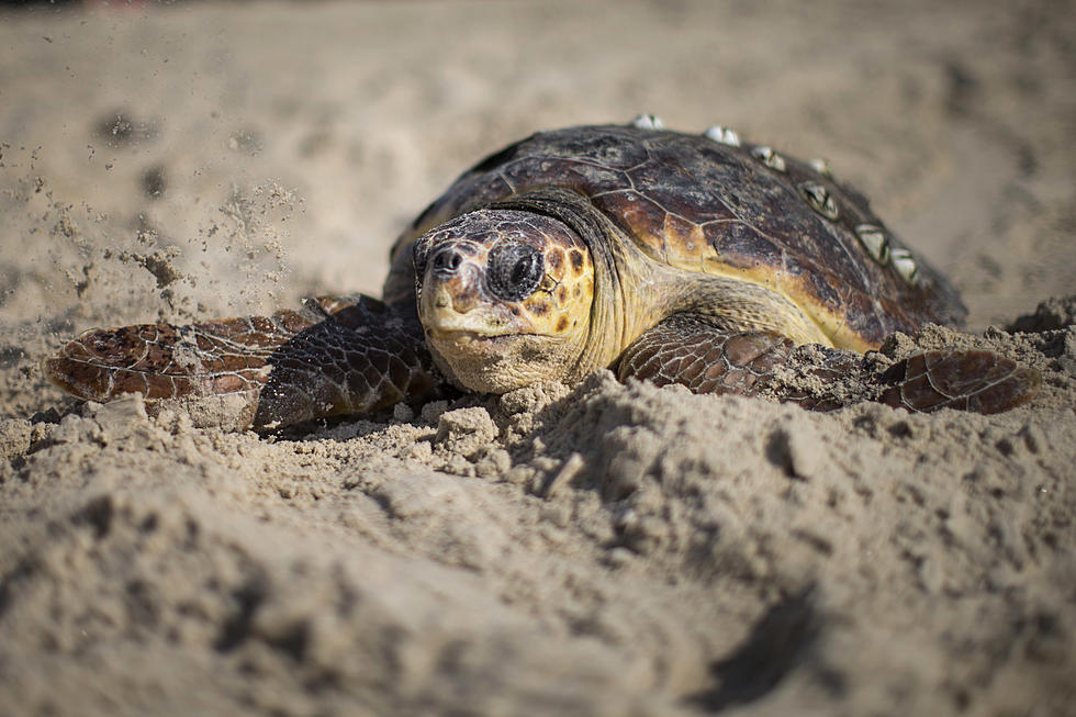 Turtles Rescued In Cape Cod Get Returned To The Ocean [VIDEO]