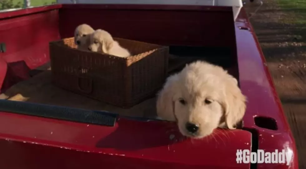 GoDaddy Pulls 2015 Super Bowl Ad With Puppy