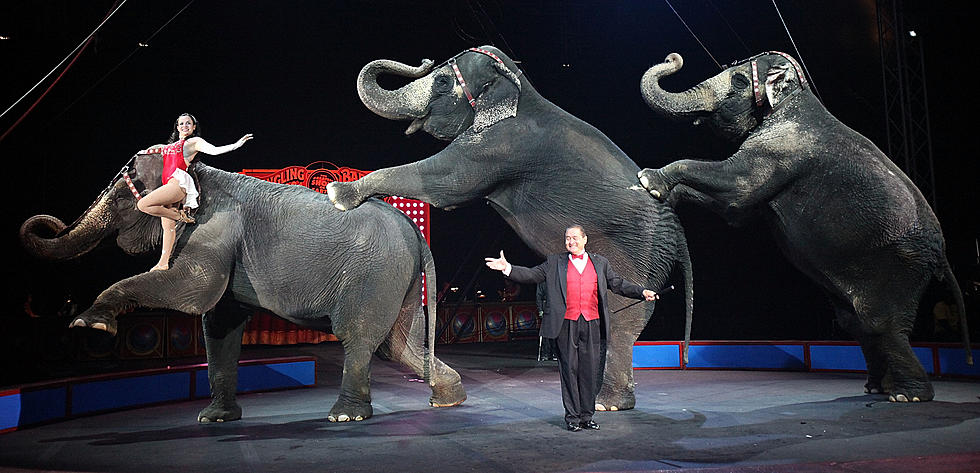 Ringling Brothers Eliminating Elephant Acts