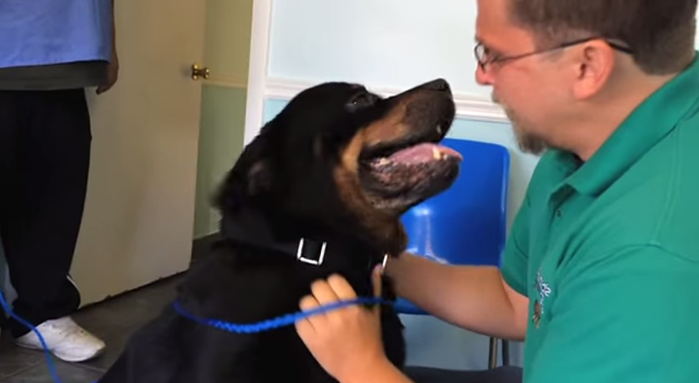 Dog Is Finally Reunited With Owner After Missing For Eight Years [VIDEO]