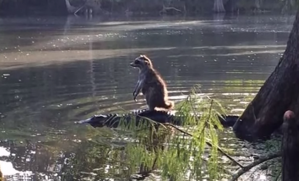 Man Takes Picture Of Raccoon Riding An Alligator In Florida