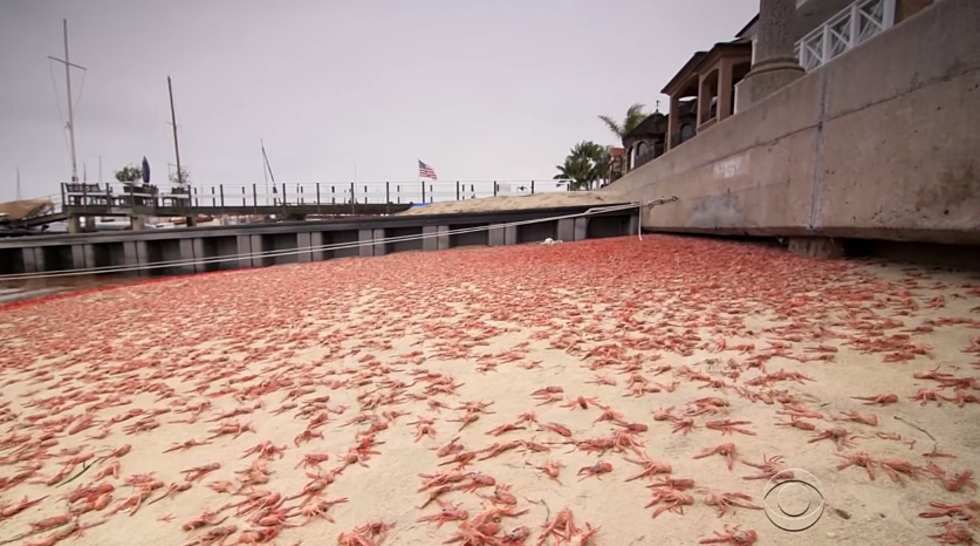 Red Crabs Make Their Way To California Beaches