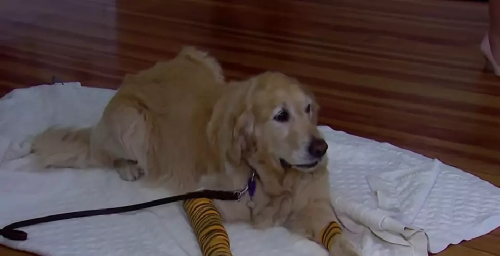 Guide Dog Saves Owner’s Life