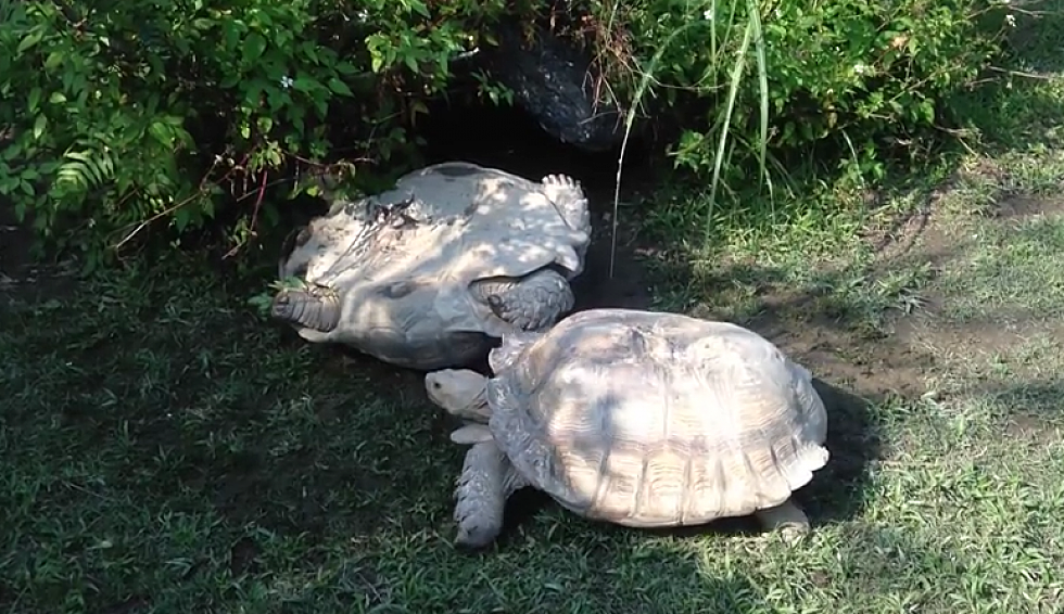 Tortoise Saves Friend’s Life [VIDEO]
