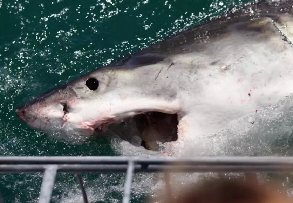 Advice On How To Avoid A Shark Attack [VIDEO]
