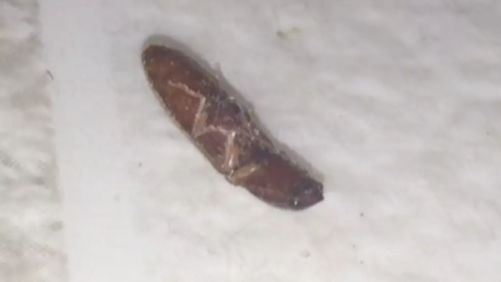 Alien Bug Found in Westport, MA [VIDEO]