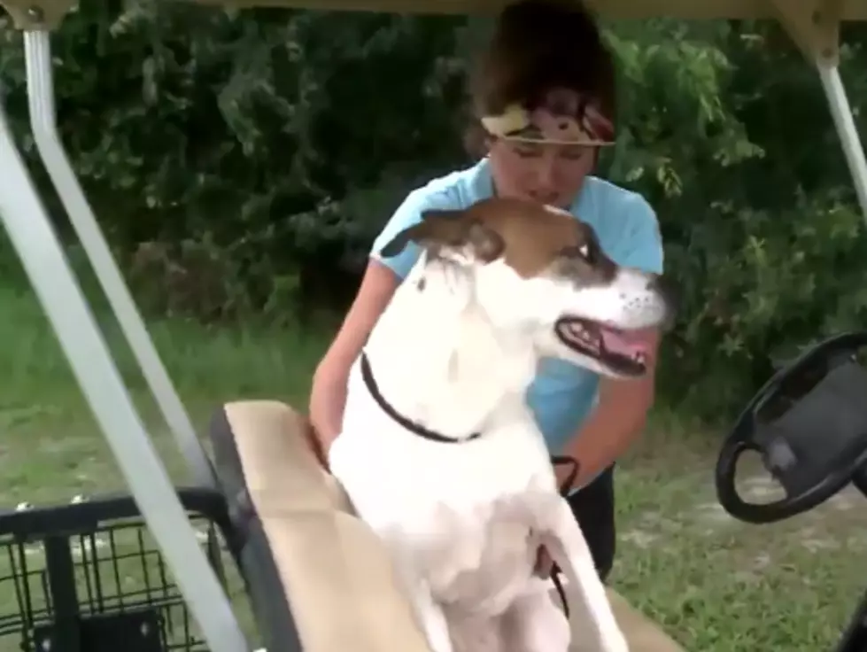 Woman Rescues Dog From 7.5 Foot Long Alligator [VIDEO]