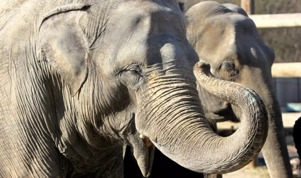 Buttonwood Park Zoo’s Ruth The Elephant Is Sick