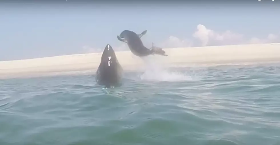 Seal Escapes Shark in Cape Cod