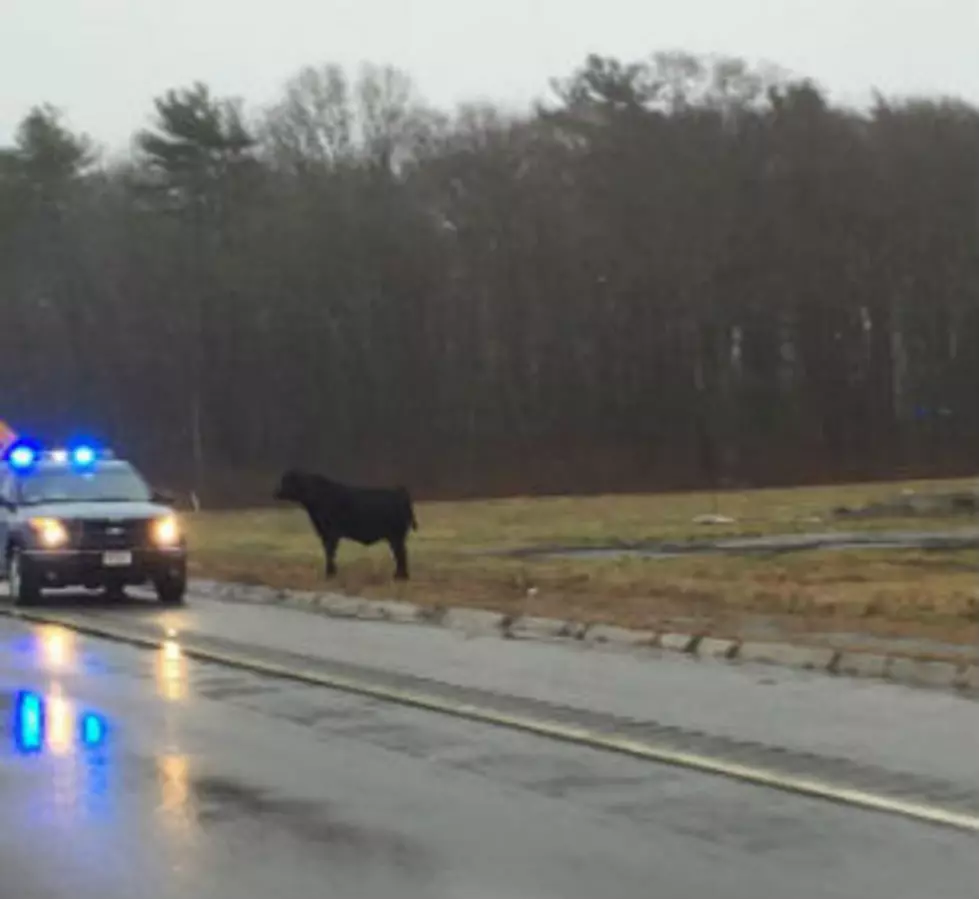 Black Cow On 195 In Dartmouth