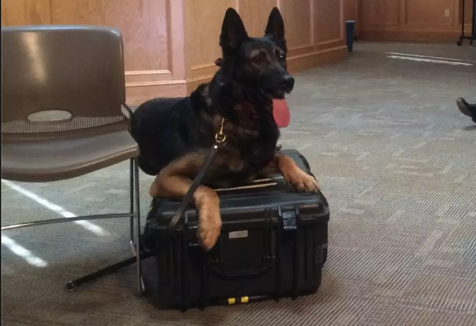 Bristol County Sheriff’s Office Getting New K-9 Thanks To Local Resident