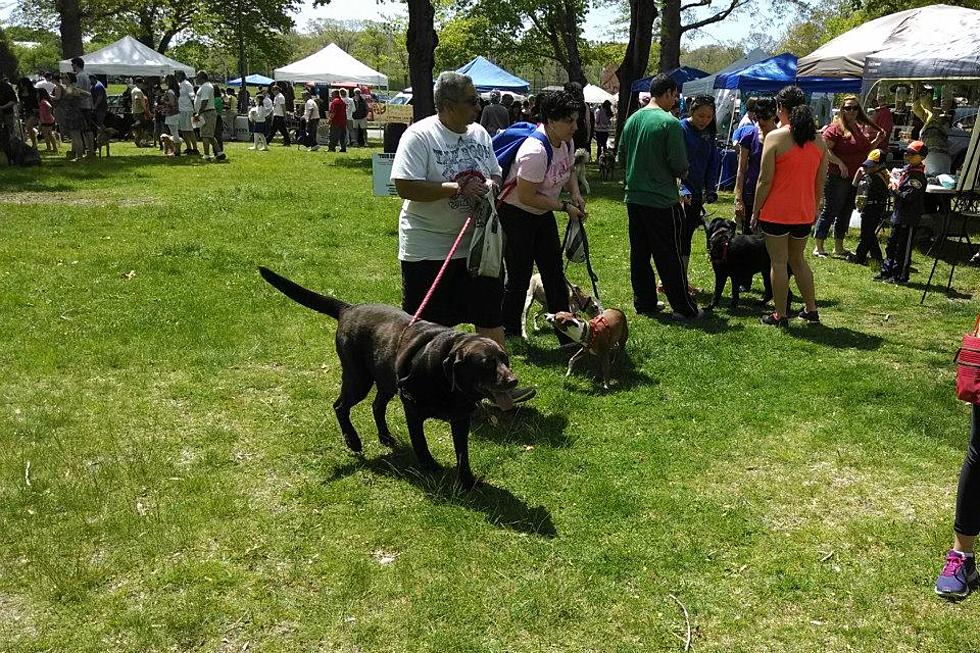 17th Annual Pet Fest And Walk For Animals At Buttonwood Park