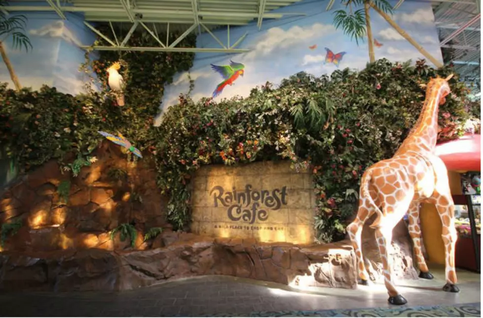 Rainforest Cafe On The Southcoast? But Where?