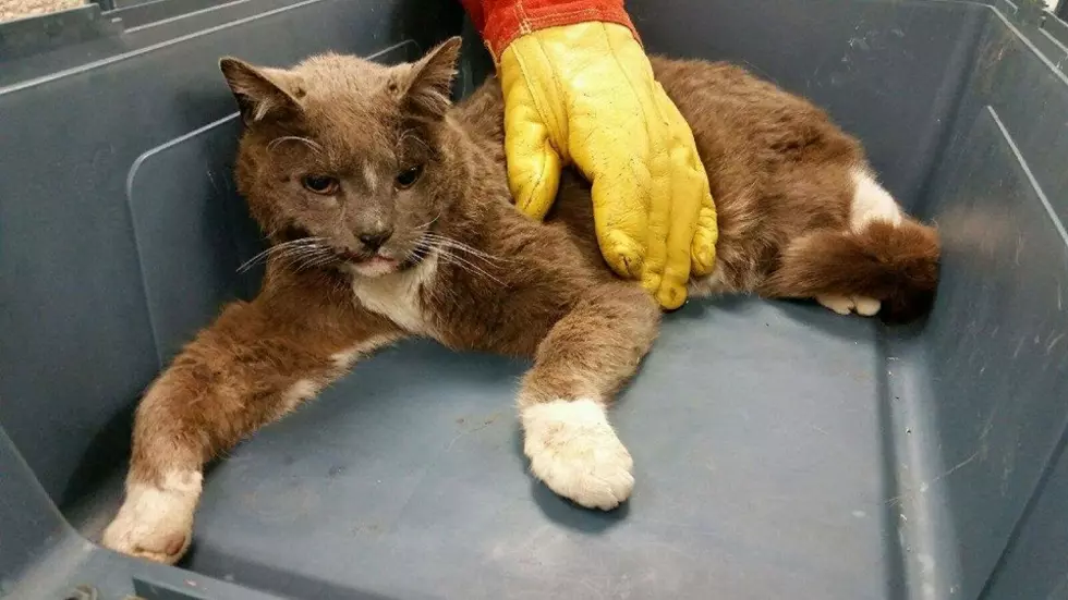 Dartmouth Police Looking For Owners Of Injured Cat