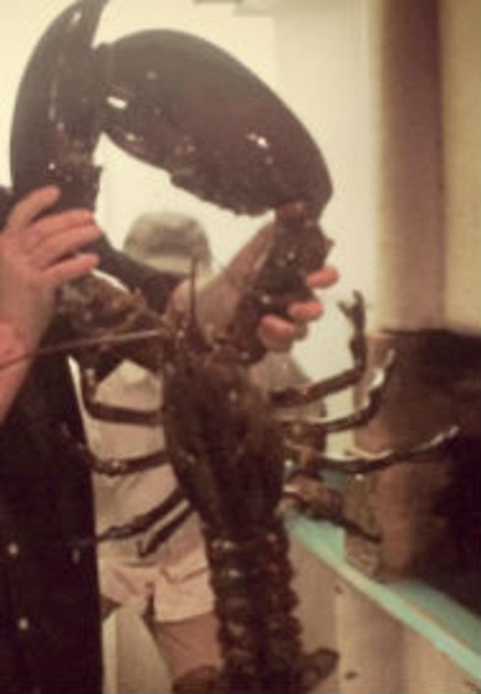 22 Pound Lobster Named Big Lobi Dies After Being Set Free