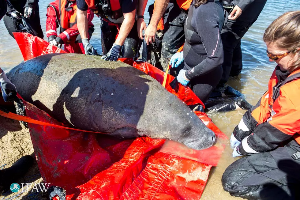 Manatee Rescued Off Cape Cod