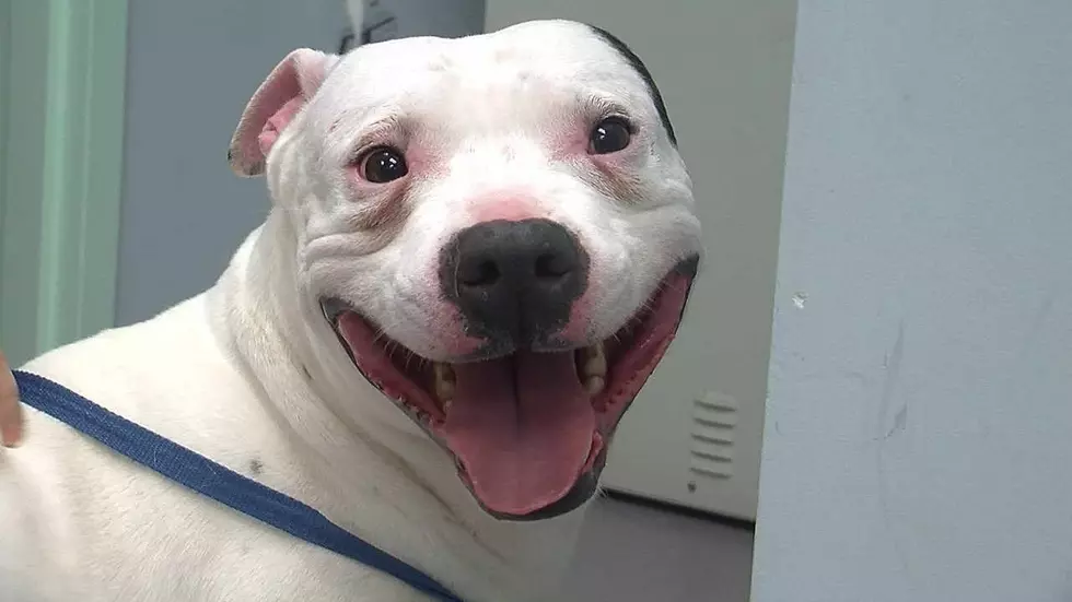 Dog Abandoned By DMX Gets Adopted