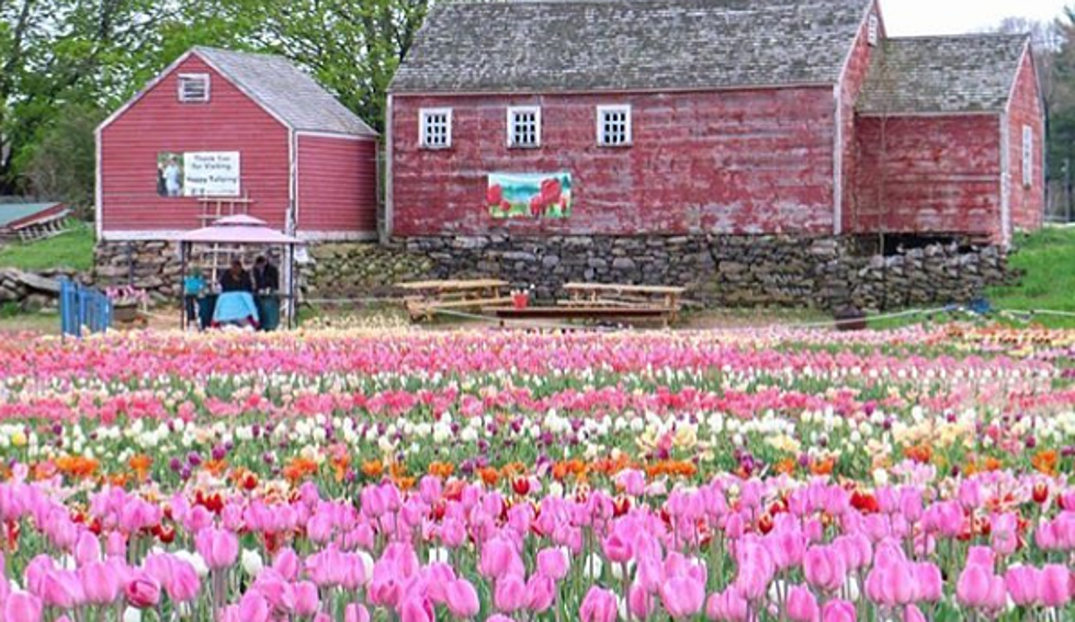 Road Trip Worthy: Wicked Tulips Flower Farm Opens For 2018 Season