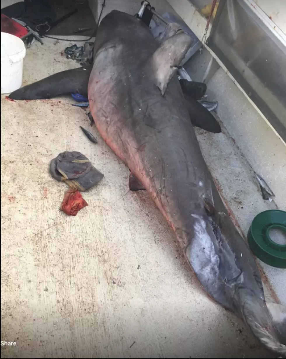 A Shark Landed In A Man’s Boat!
