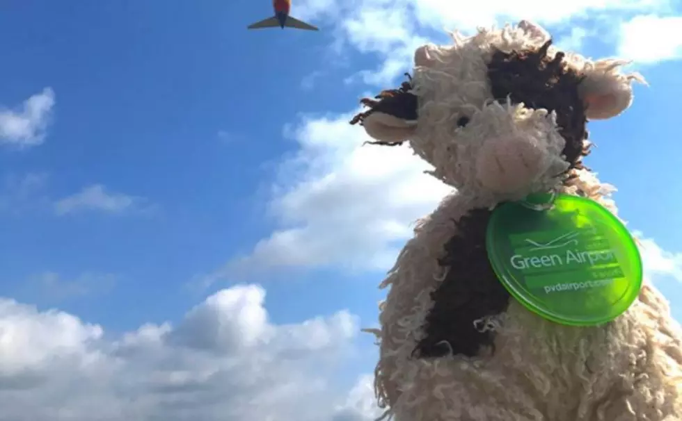 T.F. Green Airport Trying To Return Cow To Family