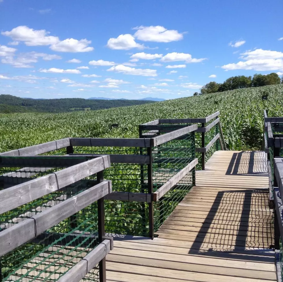 Road Trip Worthy: Great Vermont Corn Maze