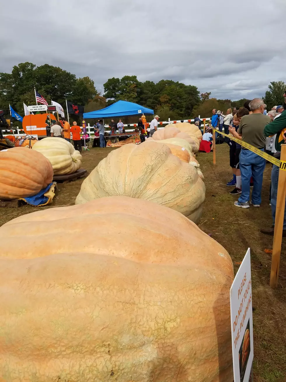 Giant Pumpkin Growers Weigh Off